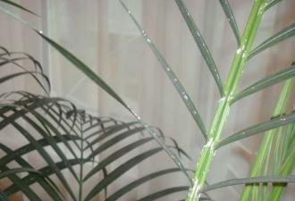 Пальма арека - уход, выбор почвы, правильный полив, размножение Комнатные цветы арека